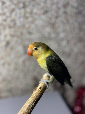Image 5 of Lovebird male and female
