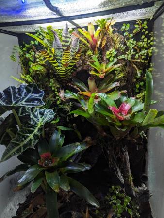 Image 3 of Tropical Bioactive Jungle Terrarium w/ Oophaga Dart Frogs