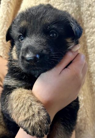 Image 4 of KC registered German Shepard pups from health tested parents