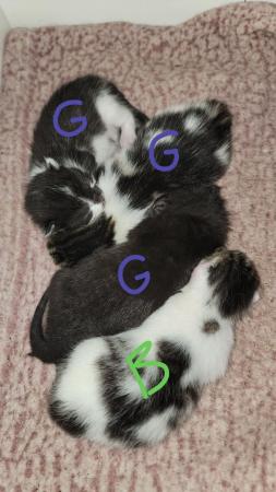 Image 4 of 11 week old kittens! £45 each!