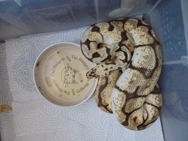 Image 5 of Male Bumble Belly, Royal/Ball Python.