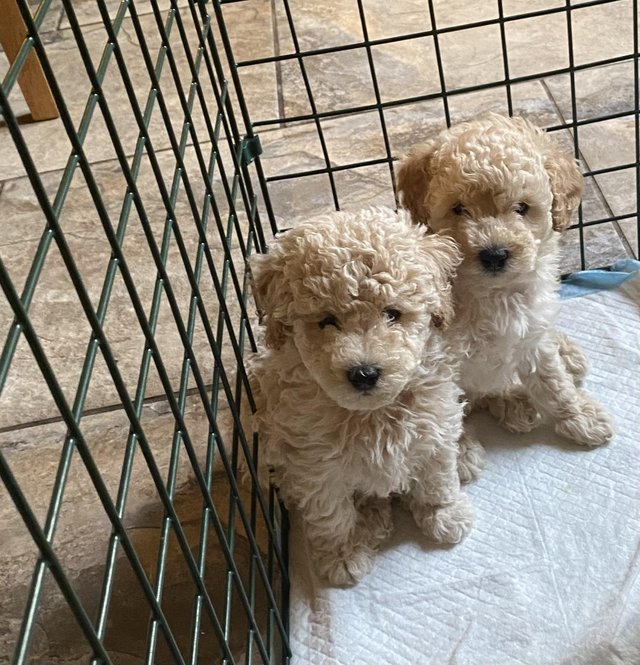 Preview of the first image of Beautiful apricot mini toy poodles for sale.