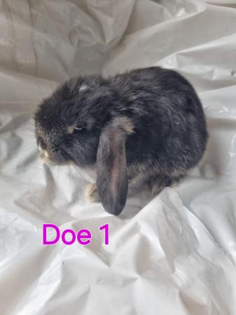 Image 5 of Mini lop babies looking for new homes
