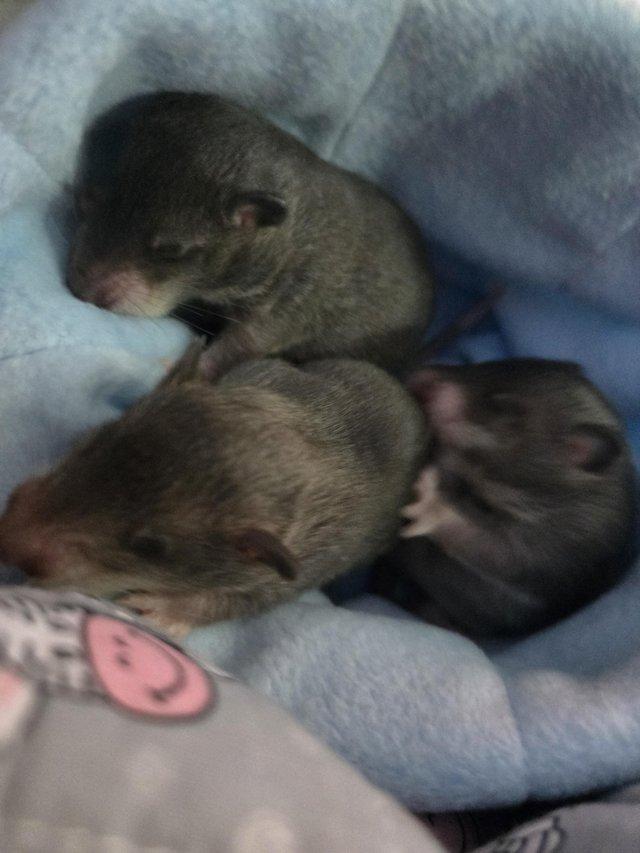 Preview of the first image of Gambian Pouched Rat babies.