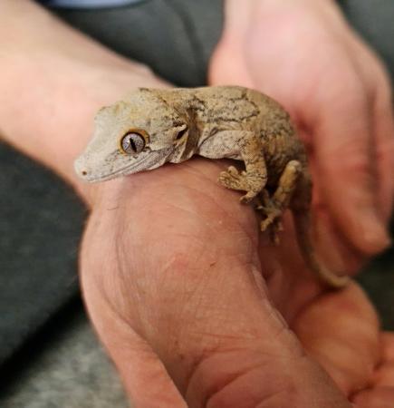 Image 2 of Gargoyle gecko for sale