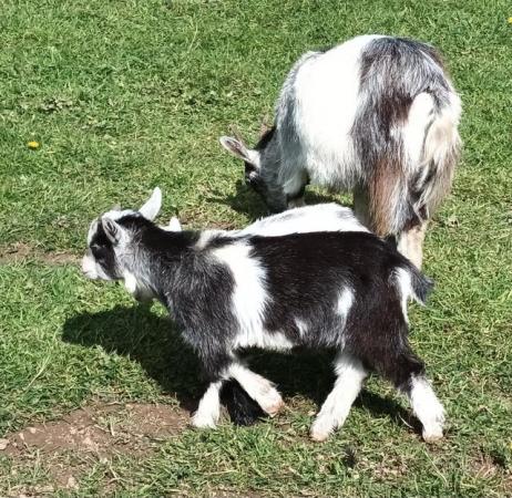 Image 2 of Pair of Pygmy Goat Kids Male & Female