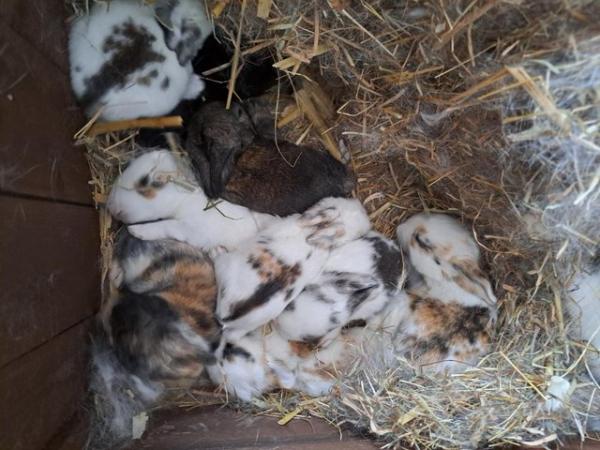 Image 19 of 7 Baby Bunnies - Lop/lionhead/harlequin cross