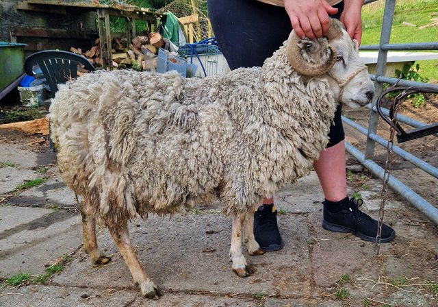 Image 2 of 1 kg Raw (unwashed) Shetland Fleece
