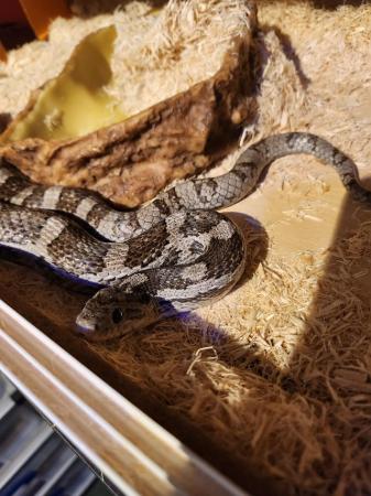 Image 1 of Lovely extra large corn snake for sale