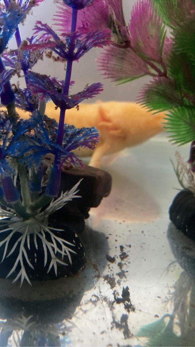 Preview of the first image of 1 x male golden axolotl about 18months old.