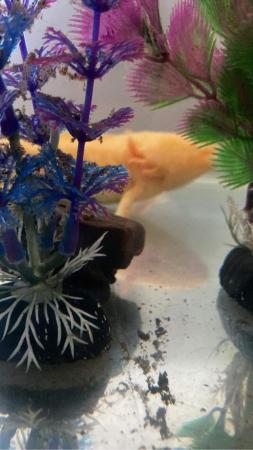 Image 1 of 1 x male golden axolotl about 18months old
