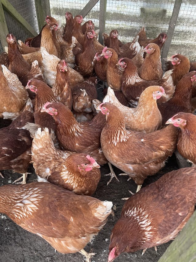 Preview of the first image of 18 week old POL Chickens ready for new home £20.