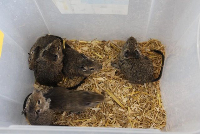 Image 2 of 3young DEGUS. , born 20th Feb 2024, now only £15 each
