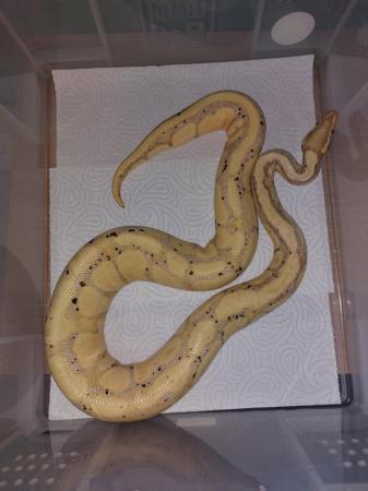 Image 22 of Balll python snakes (Whole collection) REDUCED PRICE!
