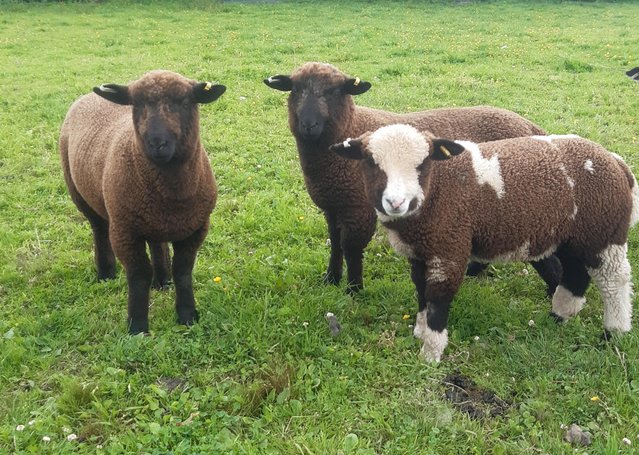 Preview of the first image of A choice of 2 black polled dorset ram lambs.
