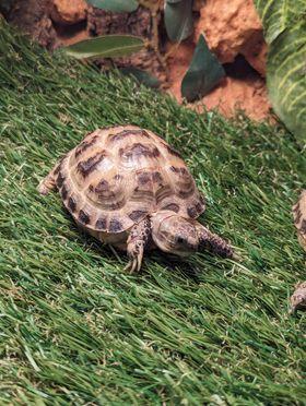 Image 3 of Baby Horsefeild Tortoises