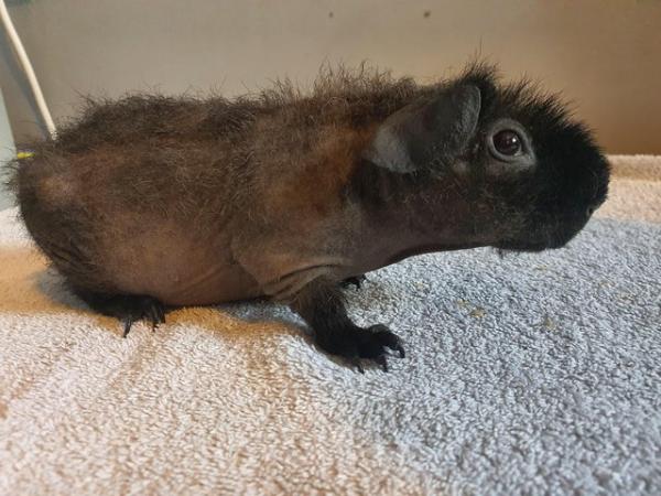 Image 5 of Werewolf guinea pig skinny boar