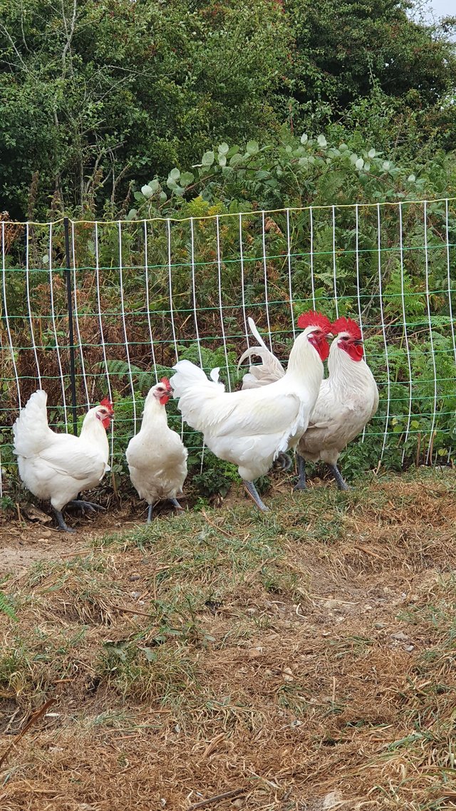 LA BRESSE GAULOISE POULET DE BRESSE HATCHING EGGS For Sale in Ipswich