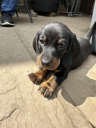 Image 15 of Dachshund pups ready to leave now!!