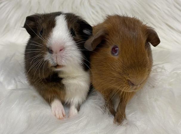 Image 9 of Bonded, Baby Guinea Pigs. Ready Now!
