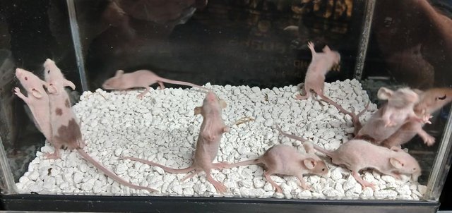 Image 2 of Naked Mice , Males and Females