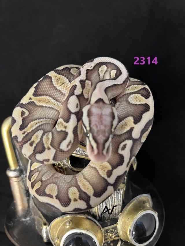 Preview of the first image of 0.1 GHI Butter Pastel Het Clown royal/ball python baby.