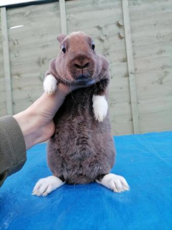 Image 4 of Mini rex baby's ready to reserve