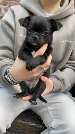 Image 13 of 2 black boy chihuahua puppies ready now