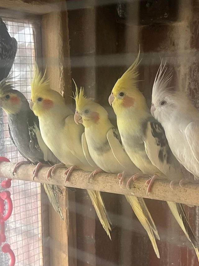 Preview of the first image of Cockatiels for sale in different colours.