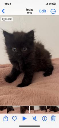 Image 4 of 1 female left , black kittens for sale