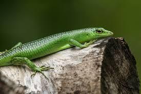 Image 1 of looking for emerald tree skinks will pay £400 each