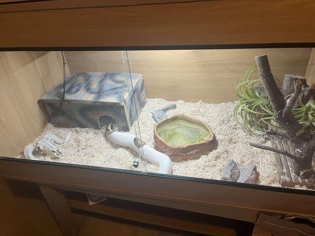 6 year old male Pied Ball python for sale — photo 2 of 4
