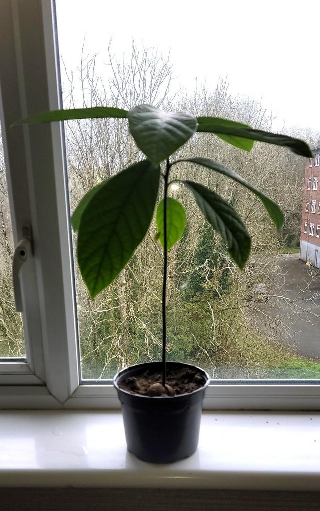 Preview of the first image of Free Avocado tree in Plymouth.