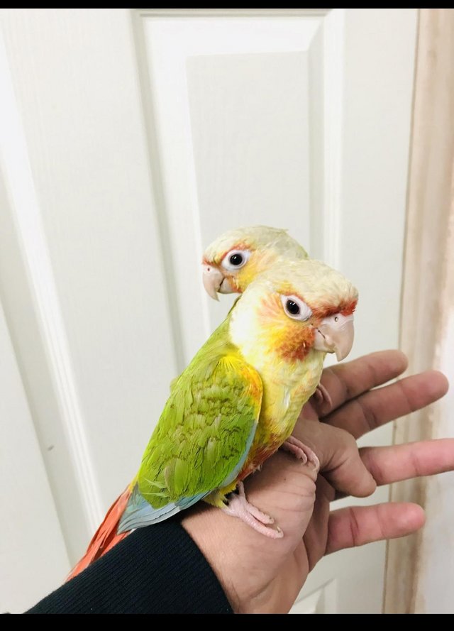 Preview of the first image of Baby Conure talking parrot.