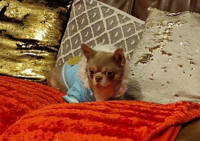 Image 17 of At stud only! kc lilac chihuahua smoothcoat Stud dog ukraine