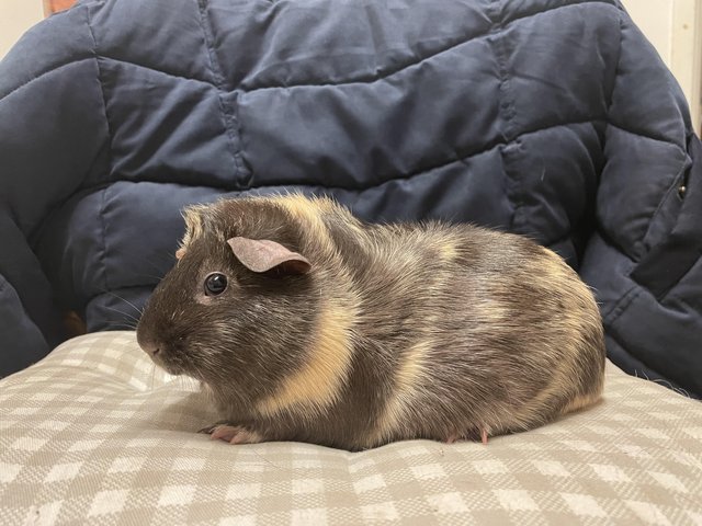 Preview of the first image of Female Aby x Guinea Pig Not Bonded.