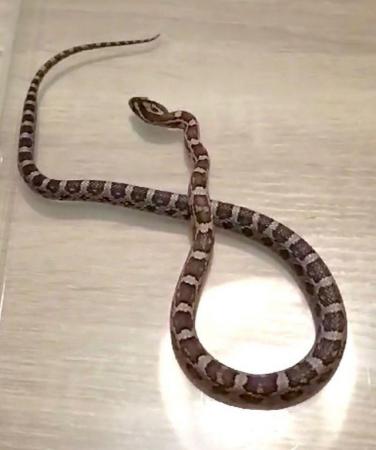 Image 3 of Corn Snakes only few left 10 months old