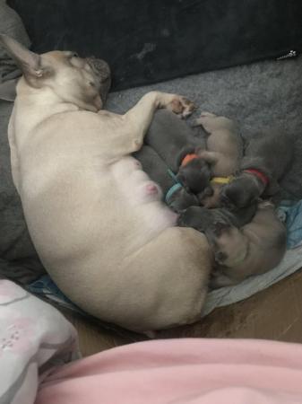 Image 4 of KC registered French Bulldogs READY NOW