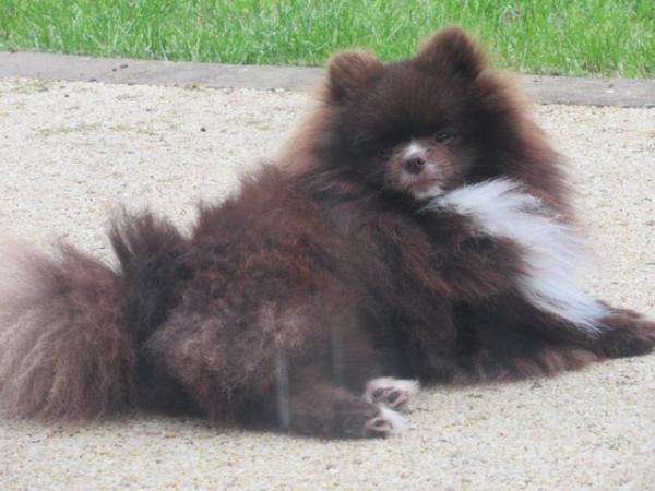 Image 5 of Pomeranian Lilac Chocolate Male looking for Forever Home