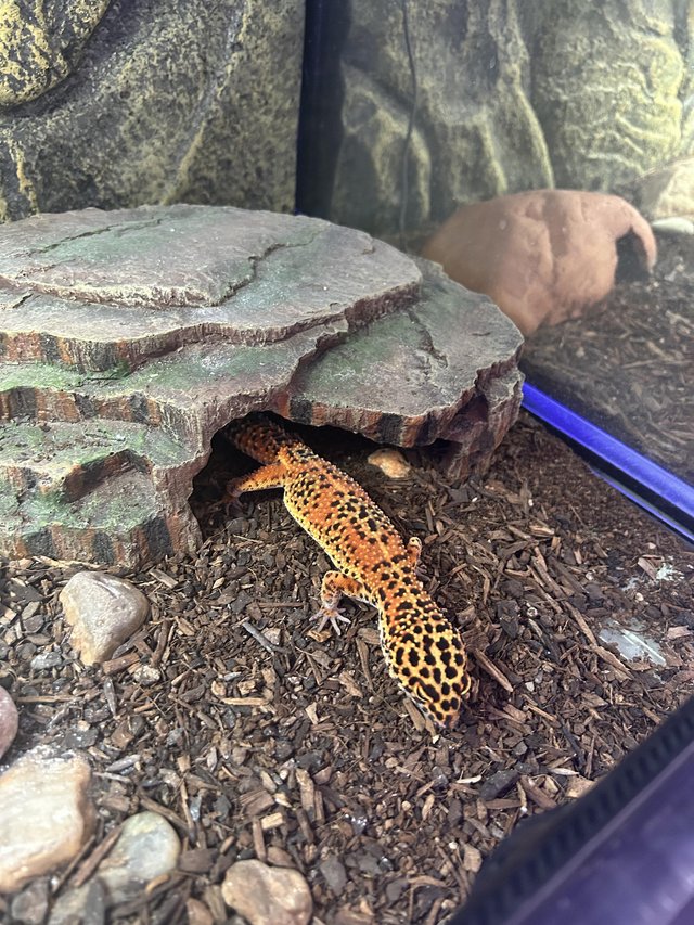 Preview of the first image of Female tangerine leopard gecko.