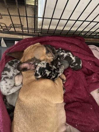 Image 9 of French bulldog puppies stunning blue light fawn