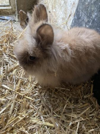 Image 4 of 14 week lionhead doe , friendly handled will stay small