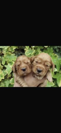 Image 3 of FTCH sired red cocker spaniel puppies
