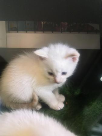 Image 1 of Flame point siamesse kittens