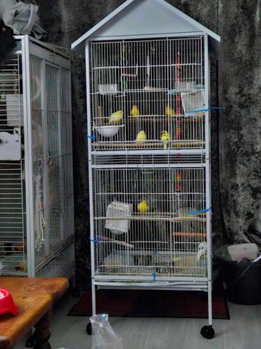 6 canaries and large cage for sale For Sale in Preston, Lancashire ...