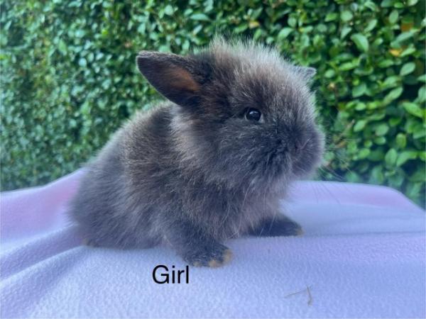 Image 1 of Mini double maned lionhead and mini lops available