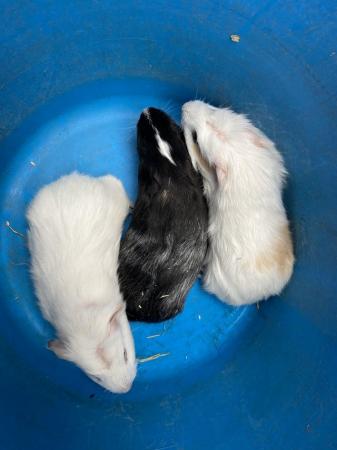 Image 6 of Male Guinea Pigs for Sale