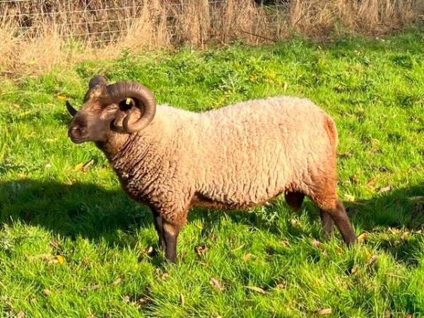 Image 3 of A selection of registered Shetland Sheep for sale