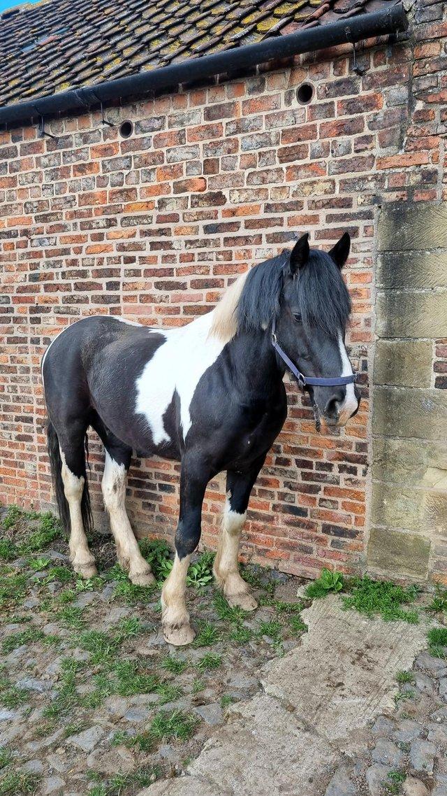 Preview of the first image of 5 year oldmicrochip warmblo.