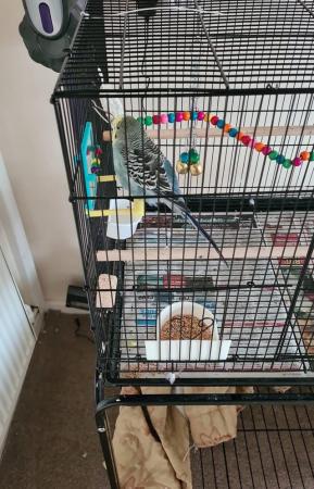 Image 1 of Two budges and cage with all toys.
